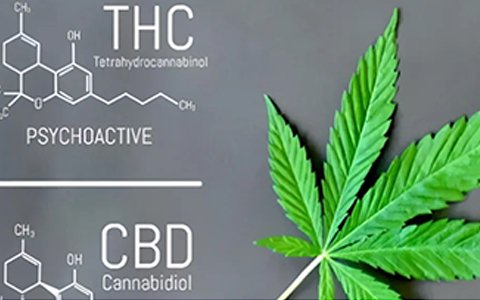 依利特參與起草的工業(yè)大麻團體標準已經(jīng)實施了！